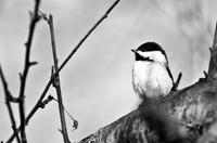 Sample-Gallery-Wildlife